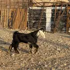 تيس عارضي اعطر صنف