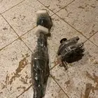 عكس كامري وافالون دينمو