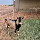 هجين ولد وعل حر فاخر