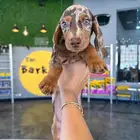Dachshund داشهاند