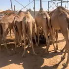 قعدان مفاريد شي فاخر يبيض الوجه