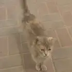 قطة للتبني الرياض