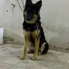كلبه جيرمن مستورده السوم 500