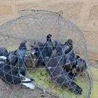 طبات قطايف   قطيفي