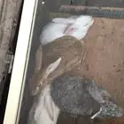 أرانب أناثي