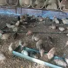 سمان فري
