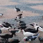 بط بلدي
