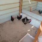 الاحساء الجفر