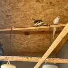 جوز كروان منتج