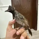فرخ بلبل كشميري