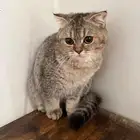 قطه سكوتش فولد انثى