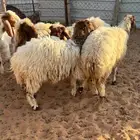 نعيم جذعات عدد اربع معهم خروف صنف عيون الجواء