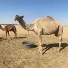 عشرا صفرا طيبه معها قعود