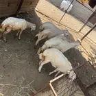بهم حري للبيع