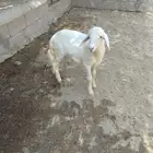خروف ثلاثه شهور