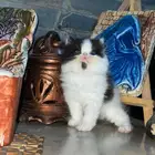 Persian Peke Female kitten for sale