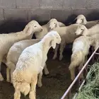 بهم اعماره شهرين ونص ل 3 اشهر