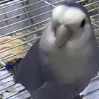 طير روز ذكر