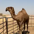 قعود اصفر