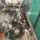 صوص فيومي شبابي والمنيوم