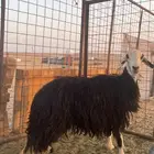 رخل نجديه