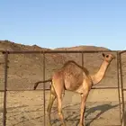 حشوان هجن VIP بكره و قعودين