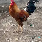 ديكه بلدي
