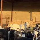 للبيع تيس فحل