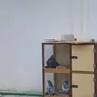 حمام للبيع