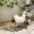 دجاج قطني