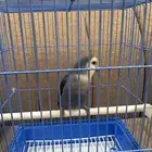 عصفور روز