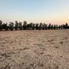 مزرعة ب جعيمة مساحة 60 الف
