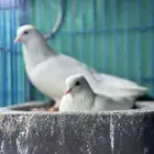 صنعاوي ابيض اصل
