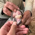 عنز عارضية للبيع معها تيس وعناق