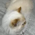قط ذكر
