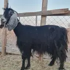 عنز عارضيه فيها تالي حليب