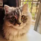 قطة للتبني بسبب السفر العاجل