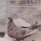 انثى فراشه كاكي