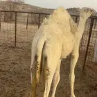 عشرا رمانيه عشرا تحتها بنتها رمانيه