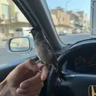 ذكر بلبل مكس
