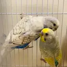 باجي معه 4 فروخ