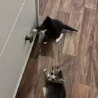 قطط للتبني