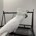 كوكاتو امبريلا