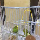 عصافير للبيع