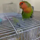 جوز روز الذكر أليف