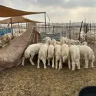 بهم حري 10