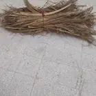 عسيب نخل للبيع