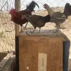 دجاج بلدي