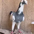 جوز هومر للبيع