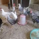 دجاج بلدي وفيومي